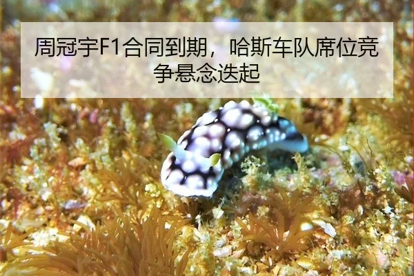 zhou-guan-yu-he-tong-dao-qi-ha-si-che-dui-xi-wei-jing-zheng-xuan-nian-die-qi-2-777.jpg